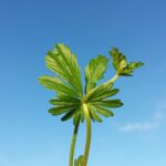 Лапчатка прямостоячая — лист (Potentilla erecta)