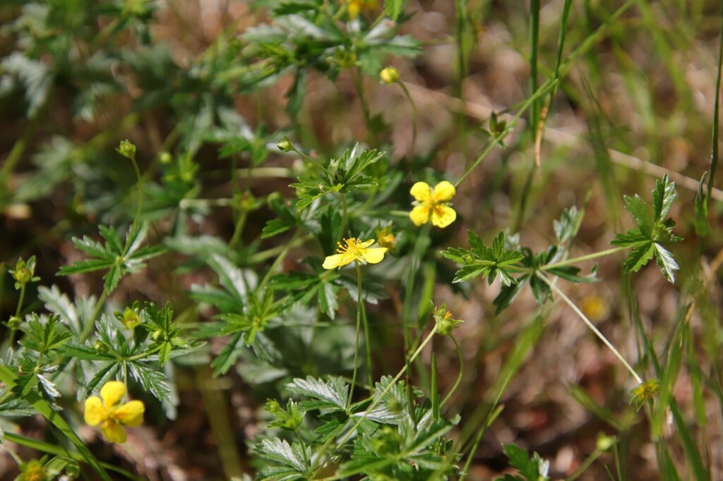 Лапчатка прямостоячая — общий вид (Potentilla erecta)