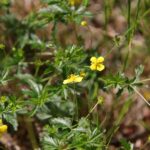 Лапчатка прямостоячая — общий вид (Potentilla erecta)