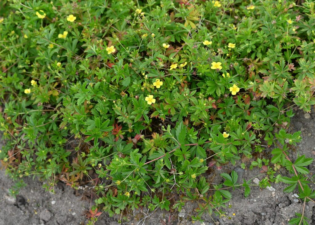 Лапчатка прямостоячая — общий вид (Potentilla erecta)
