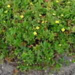 Лапчатка прямостоячая — общий вид (Potentilla erecta)