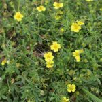 Лапчатка прямостоячая — общий вид (Potentilla erecta)
