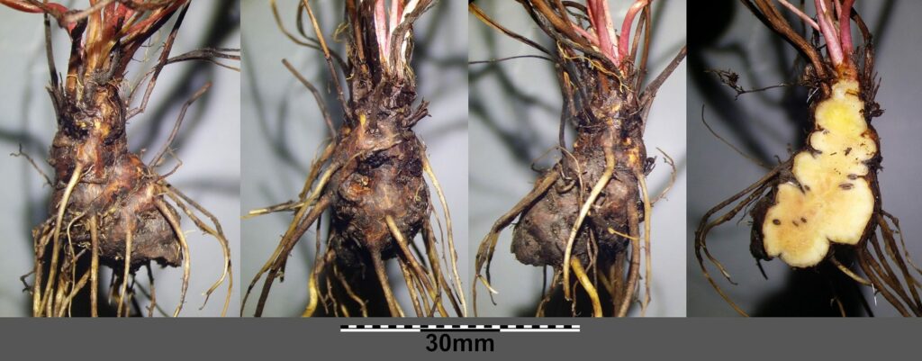 Лапчатка прямостоячая — общий вид (Potentilla erecta)