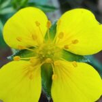 Лапчатка прямостоячая (Potentilla erecta)