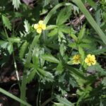 Лапчатка прямостоячая (Potentilla erecta)