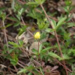 Лапчатка прямостоячая (Potentilla erecta)