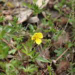 Лапчатка прямостоячая (Potentilla erecta)