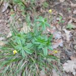 Лапчатка прямостоячая (Potentilla erecta)