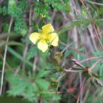 Лапчатка прямостоячая (Potentilla erecta)