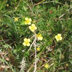 Лапчатка прямостоячая (Potentilla erecta)