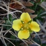 Лапчатка прямостоячая (Potentilla erecta)