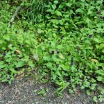 Черноголовка обыкновенная — общий вид (Prunella vulgaris)