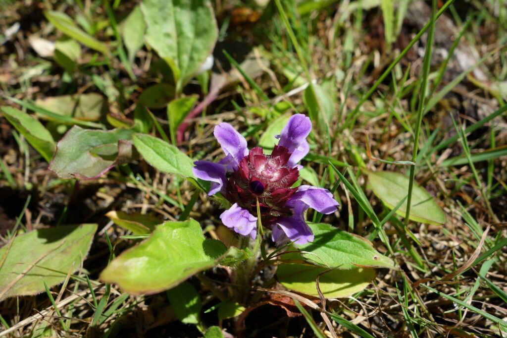 Черноголовка обыкновенная — цветки (Prunella vulgaris)