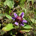 Черноголовка обыкновенная — цветки (Prunella vulgaris)