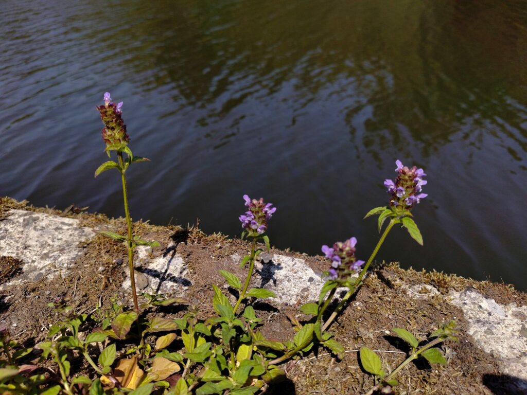 Черноголовка обыкновенная — общий вид (Prunella vulgaris)