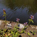 Черноголовка обыкновенная — общий вид (Prunella vulgaris)