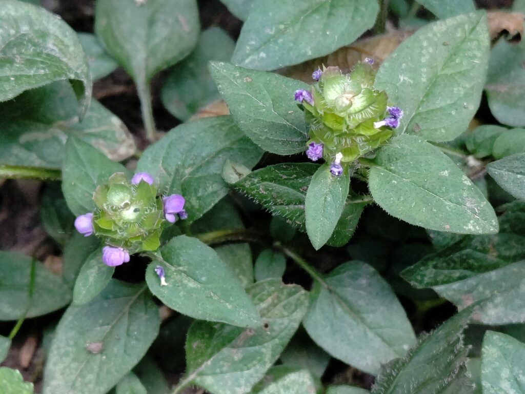 Черноголовка обыкновенная — общий вид (Prunella vulgaris)