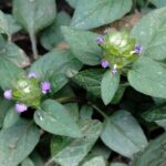 Черноголовка обыкновенная — общий вид (Prunella vulgaris)