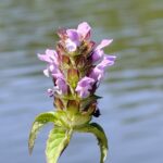 Черноголовка обыкновенная — общий вид (Prunella vulgaris)