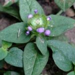 Черноголовка обыкновенная — общий вид (Prunella vulgaris)