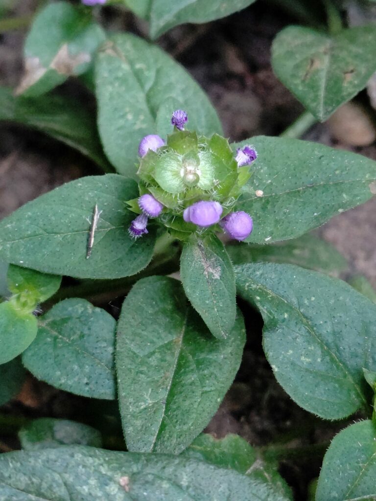 Черноголовка обыкновенная — общий вид (Prunella vulgaris)