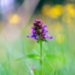 Черноголовка обыкновенная — общий вид (Prunella vulgaris)