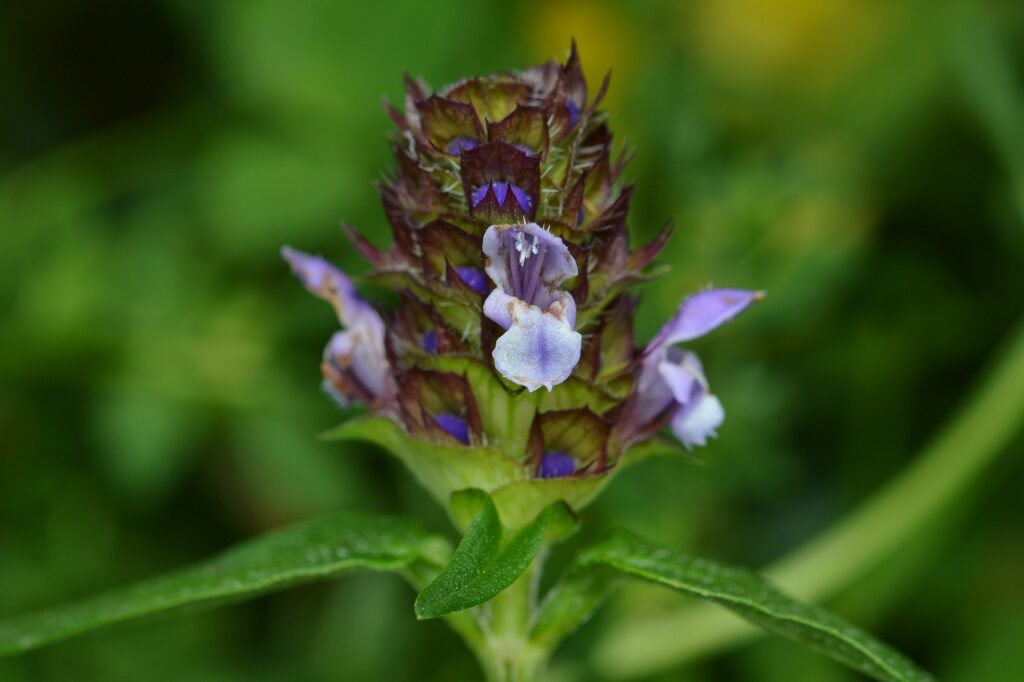 Черноголовка обыкновенная — общий вид (Prunella vulgaris)