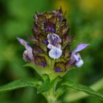 Черноголовка обыкновенная — общий вид (Prunella vulgaris)