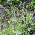 Черноголовка обыкновенная — цветки (Prunella vulgaris)