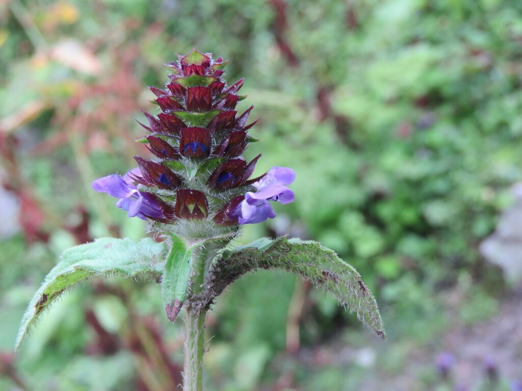 Черноголовка обыкновенная — цветки (Prunella vulgaris)