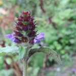 Черноголовка обыкновенная — цветки (Prunella vulgaris)