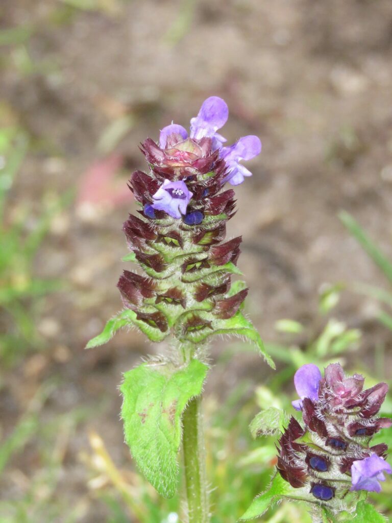Черноголовка обыкновенная — цветки (Prunella vulgaris)