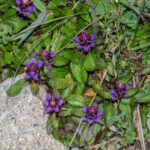 Черноголовка обыкновенная — общий вид (Prunella vulgaris)