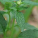 Черноголовка обыкновенная (Prunella vulgaris)