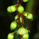 Грушанка круглолистная — цветки (Pyrola rotundifolia)
