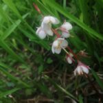 Грушанка круглолистная (Pyrola rotundifolia)