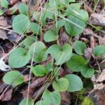 Грушанка круглолистная (Pyrola rotundifolia)