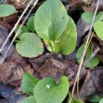 Грушанка круглолистная (Pyrola rotundifolia)