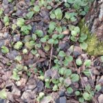 Грушанка круглолистная (Pyrola rotundifolia)