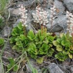 Грушанка круглолистная (Pyrola rotundifolia)