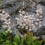 Грушанка круглолистная (Pyrola rotundifolia)