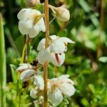 Грушанка круглолистная (Pyrola rotundifolia)