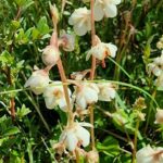 Грушанка круглолистная (Pyrola rotundifolia)
