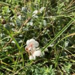 Грушанка круглолистная (Pyrola rotundifolia)
