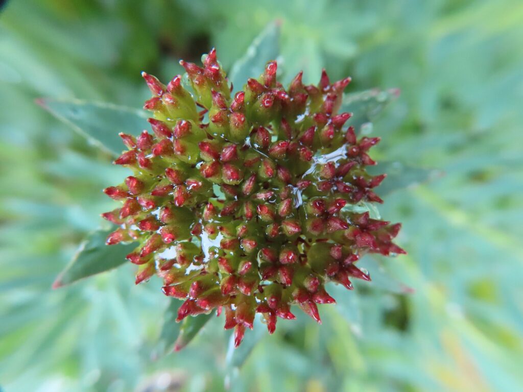 Родиола розовая — плоды (Rhodiola rosea)