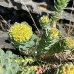 Родиола розовая (Rhodiola rosea)
