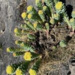 Родиола розовая (Rhodiola rosea)