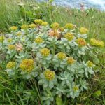 Родиола розовая (Rhodiola rosea)