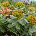 Родиола розовая (Rhodiola rosea)