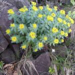 Родиола розовая (Rhodiola rosea)